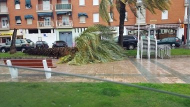palmera en la avenida del Pilar