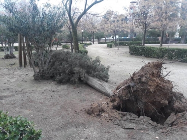 arbol don benito