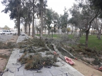 arbol don benito