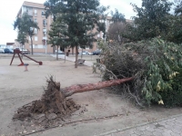 arbol don benito