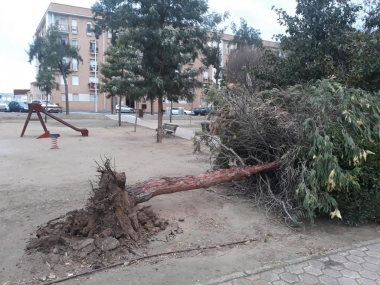 arbol parque municipal don benito