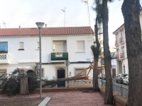 arbol villanueva