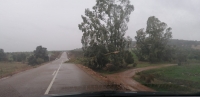 arbol peraleda