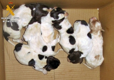 cachorros