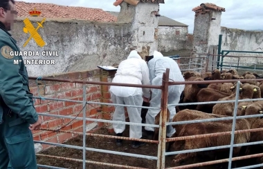 ganado siruela