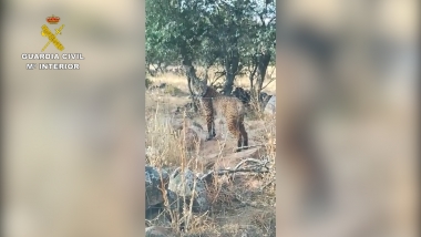 lince