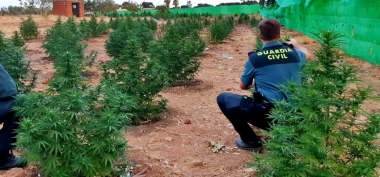 marihuana