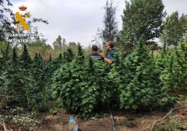 marihuana Don Benito