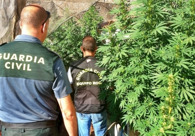 plantacion marihuana