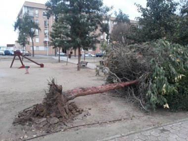 arbol parque municipal don benito