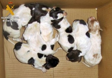 cachorros