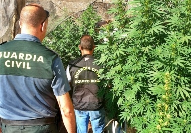 plantacion marihuana
