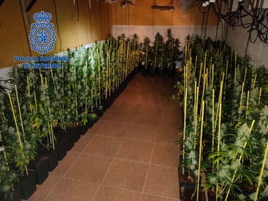 marihuana don benito