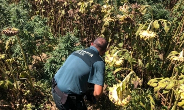 marihuana hernán cortés
