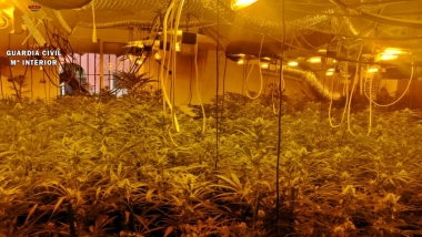 plantacion marihuana villanueva de la serena