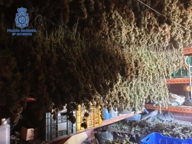marihuana villanueva
