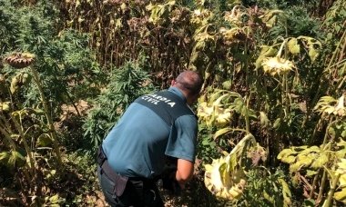 marihuana hernán cortés