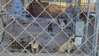 perros