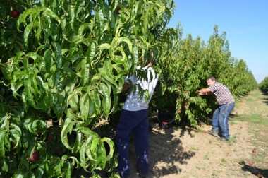 frutales