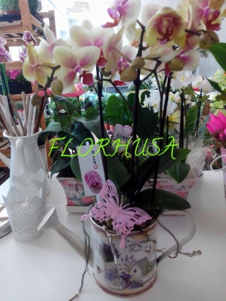 florhusa