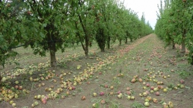 fruta caída en la tormenta del 6 de julio