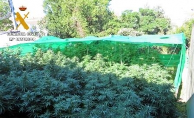 marihuana intervenida