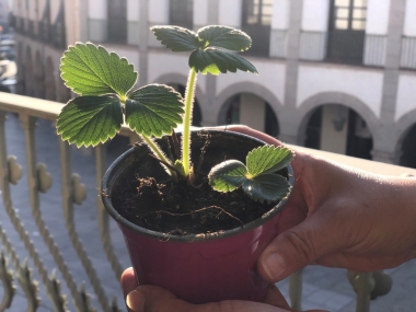 fresa planta